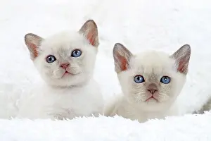 Tonkinese: Cat - Tonkinese kittens
