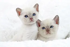 Tonkinese: Cat - Tonkinese kittens