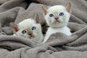 Tonkinese: Cat - Tonkinese kittens in blanket