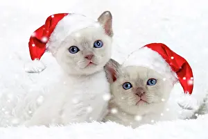 260420: Cat - Tonkinese kittens wearing Christmas hats in snow