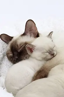 Tonkinese: Cat - Tonkinese - mother & kitten