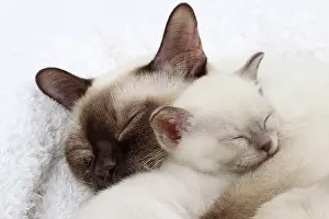 Tonkinese: Cat - Tonkinese - mother & kitten