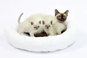 Tonkinese: Cat - Tonkinese - mother & kittens