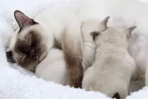 Tonkinese: Cat - Tonkinese - mother & kittens feeding