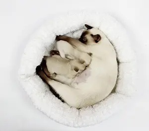 Tonkinese: Cat - Tonkinese - mother & kittens feeding
