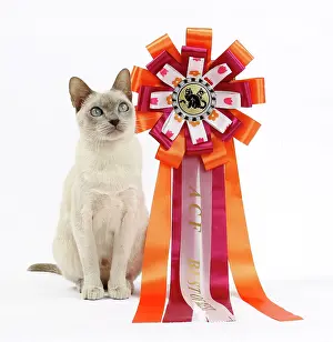 Rosette: Cat - Tonkinese - with rosette