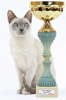 Trophy: Cat - Tonkinese - with trophy