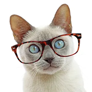 160520: Cat - Tonkinese wearing glasses
