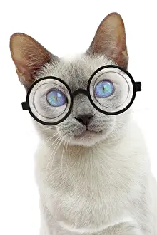 160520: Cat - Tonkinese wearing glasses