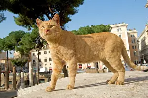 Torre: Cat Torre Argentina