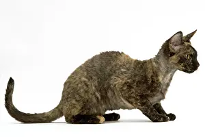 Torties: Cat - Tortie Devon Rex, Lying, side view