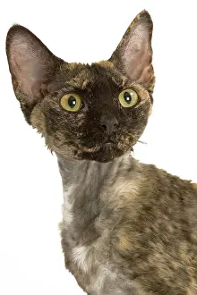 Tortie: Cat - tortie Devon Rex in studio