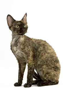 Torties: Cat - Tortie-Tabby Devon Rex - Sitting down