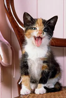 Shoes: Cat - Tortoiseshell kitten with ballet shoes on chair
