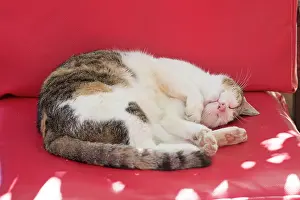 Tortoiseshell: CAT. Tortoiseshell & White cat laying in the
