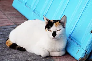 Torties: Cat - tortoiseshell & white lying by door