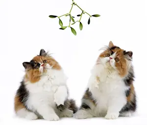 Torties: Cat - Tortoiseshell and White Persian kittens under