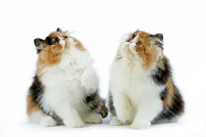 Torties: Cat - Tortoiseshell and White Persian kittens