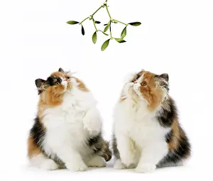 Torties: Cat - Tortoiseshell and White Persian kittens under