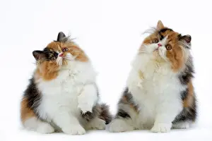 Torties: Cat - Tortoiseshell and White Persian kittens