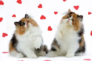 Torties: Cat - Tortoiseshell and White Persian kittens with