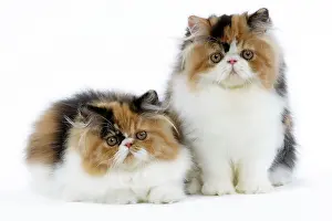Torties: Cat - Tortoiseshell and White Persian kittens