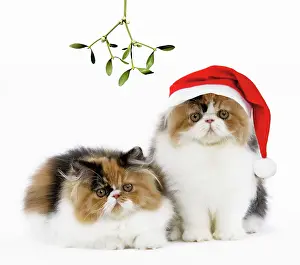 Torties: Cat - Tortoiseshell and White Persian kittens under