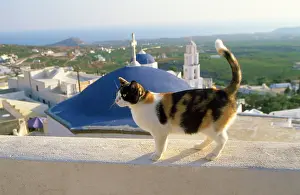 Tortie: CAT- Tortoiseshell & white, town in background