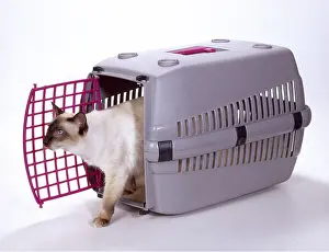 Baskets: CAT - IN TRAVEL BASKET