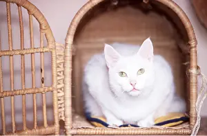 Baskets: CAT - IN TRAVELLING BASKET