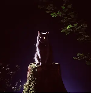 Sinister: CAT ON TREE STUMP -NIGHT