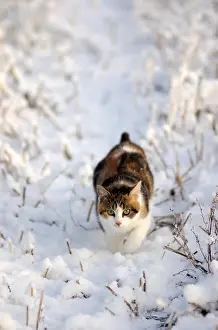Cultures: Cat - Tricolour cat in a field covered with snow in winter
