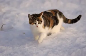 Chill: Cat - Tricolour she-cat in snow in winter