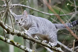 Hunted: Cat tuned to a branch Alsace France