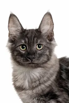 Pricked: Cat Turkish Angora 4 month old kitten