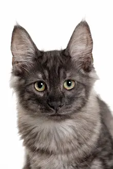 Pricked: Cat Turkish Angora 4 month old kitten