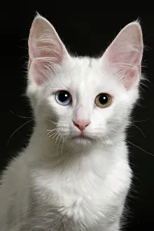 Heterochromia: Cat Turkish Angora 4 month old kitten