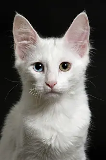 Heterochromia: Cat Turkish Angora 4 month old kitten
