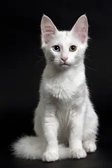 Angoras: Cat Turkish Angora 4 month old kitten
