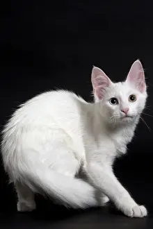 Angoras: Cat Turkish Angora 4 month old kitten