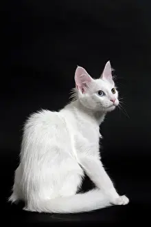 Angoras: Cat Turkish Angora 4 month old kitten