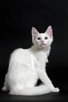 Angoras: Cat Turkish Angora 4 month old kitten