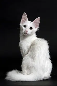 Angoras: Cat Turkish Angora 4 month old kitten