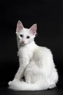 Angoras: Cat Turkish Angora 4 month old kitten