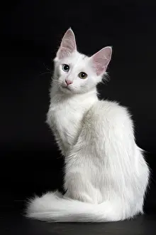 Angoras: Cat Turkish Angora 4 month old kitten