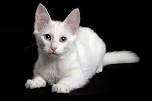 Angoras: Cat Turkish Angora 4 month old kitten