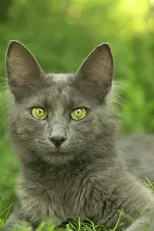 Supernatural: Cat - Turkish Angora