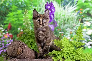 Calico: Cat - Turkish Angora