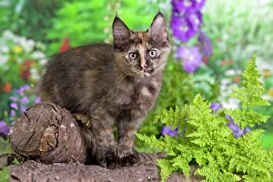 Calico: Cat - Turkish Angora