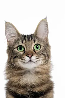 Pricked: Cat Turkish Angora